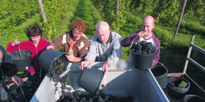 Weingüter des Dorfes Groesbeek öffnen am kommenden Wochenende ihre Pforten. Foto: Veranstalter