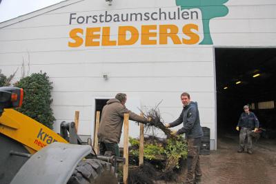 Hauptsaison bei Selders: Felix Klein-Bösing (Bildmitte) packt beim Verladen von Gehölzen selbst mit an. Foto: privat
