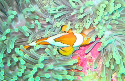 Der „Clown-Fisch“ besitzt eine auffallende Färbung und stand Pate beim Animationsfilm „Findet Nemo“.Foto: Ernst Korn