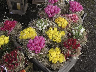 Mit Narzissen, Tulpen und Ranunkeln lässt sich der Frühling ganz einfach ins eigene Heim holen. Foto: Reno Müller