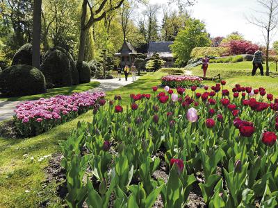 Die schönsten Frühblüher verschönern ab dem 24. März die Arcener Schlossgärten. Foto: Veranstalter