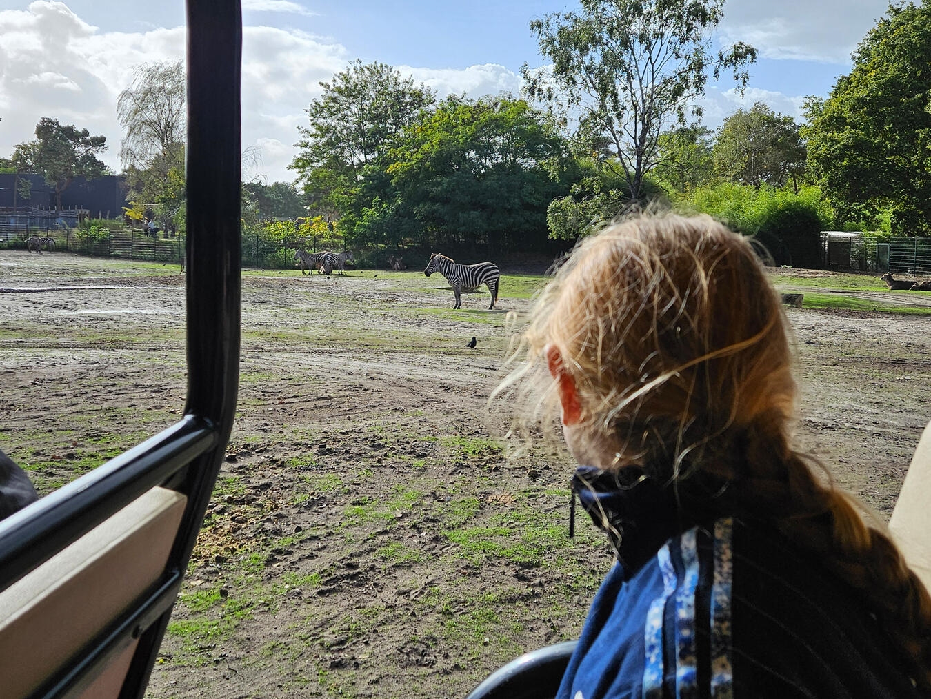 ... oder den Tieren bei der Fahrt mit dem Ranger ganz nah kommen. NN-Foto: vs