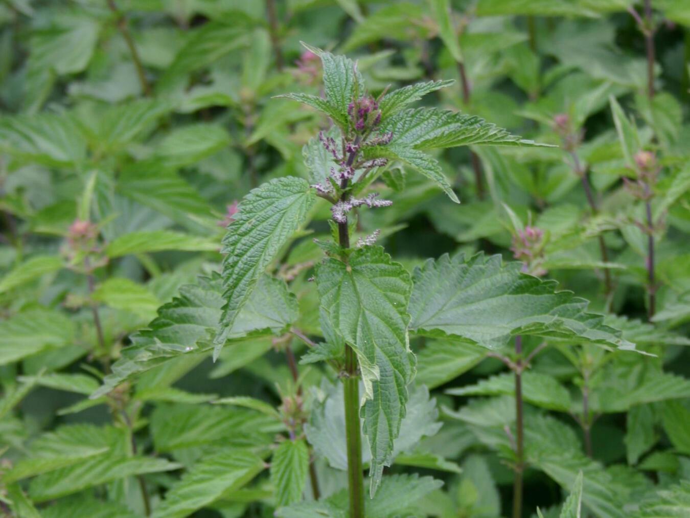  Wildkräuter wie Brennnessel, Löwenzahn und Giersch finden wieder ihren Weg in die Küche. Foto: Norman Schiwora