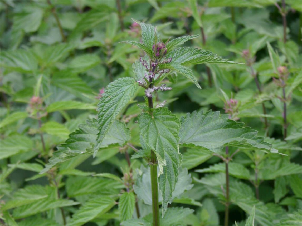  Wildkräuter wie Brennnessel, Löwenzahn und Giersch finden wieder ihren Weg in die Küche. Foto: Norman Schiwora