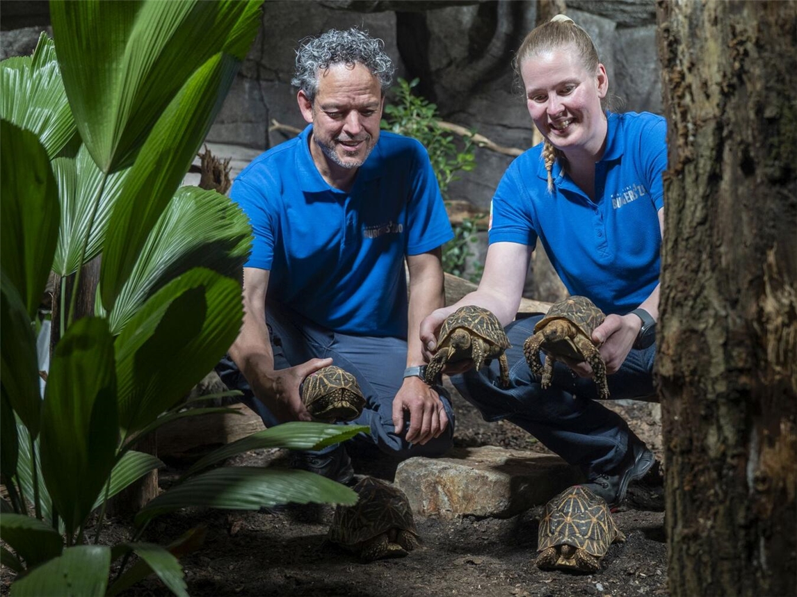 "Vierzehn Sternschildkröten aus Kroatien im neuen Zuhause im Burger's Zoo Arnheim"