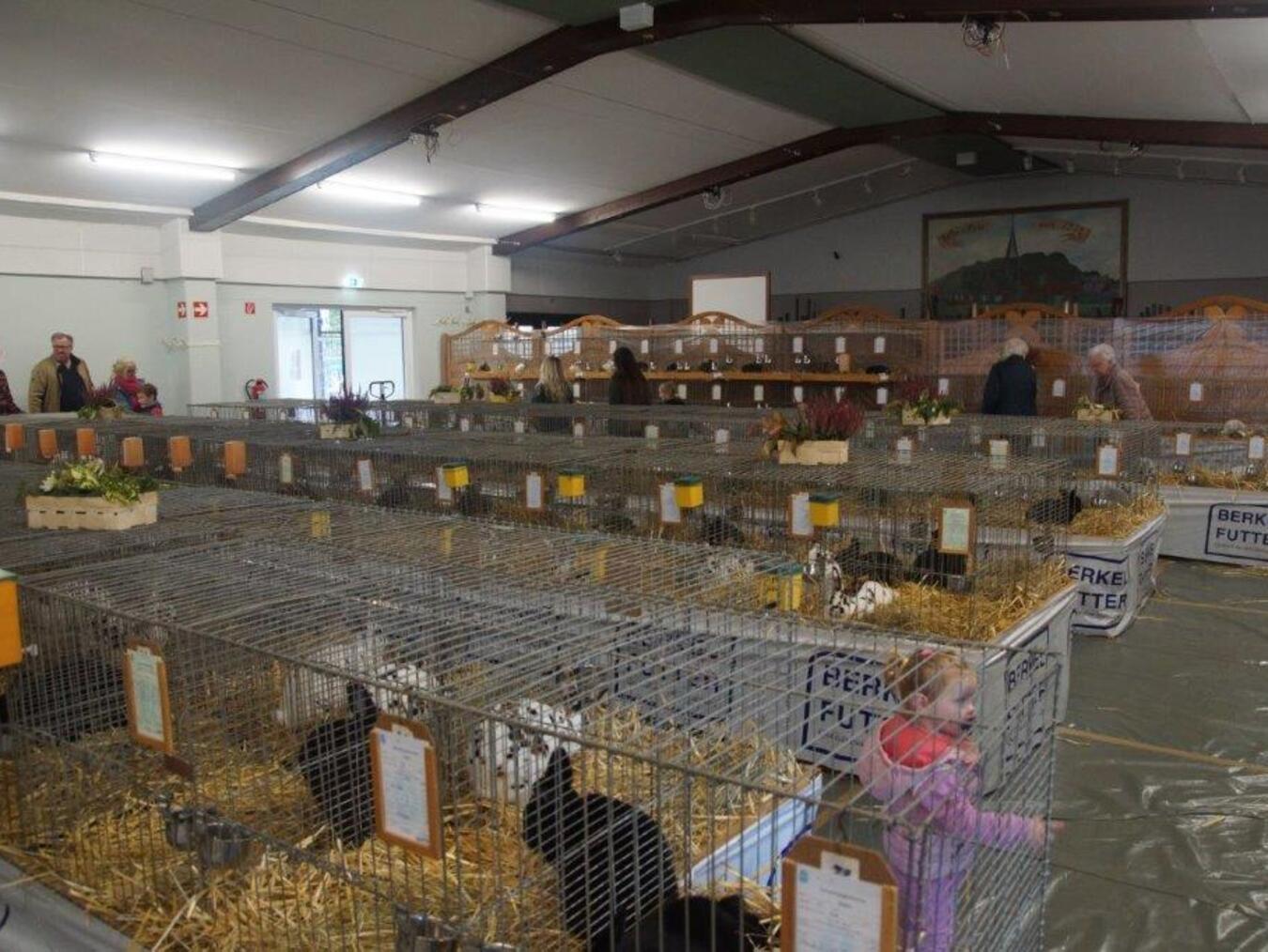 165 Kaninchen waren bei der Ausstellung in der Schützenhalle in Haffen zu bewundern. Foto: privat