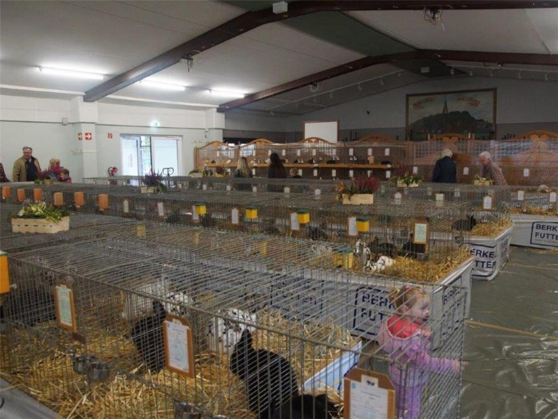 165 Kaninchen waren bei der Ausstellung in der Schützenhalle in Haffen zu bewundern. Foto: privat