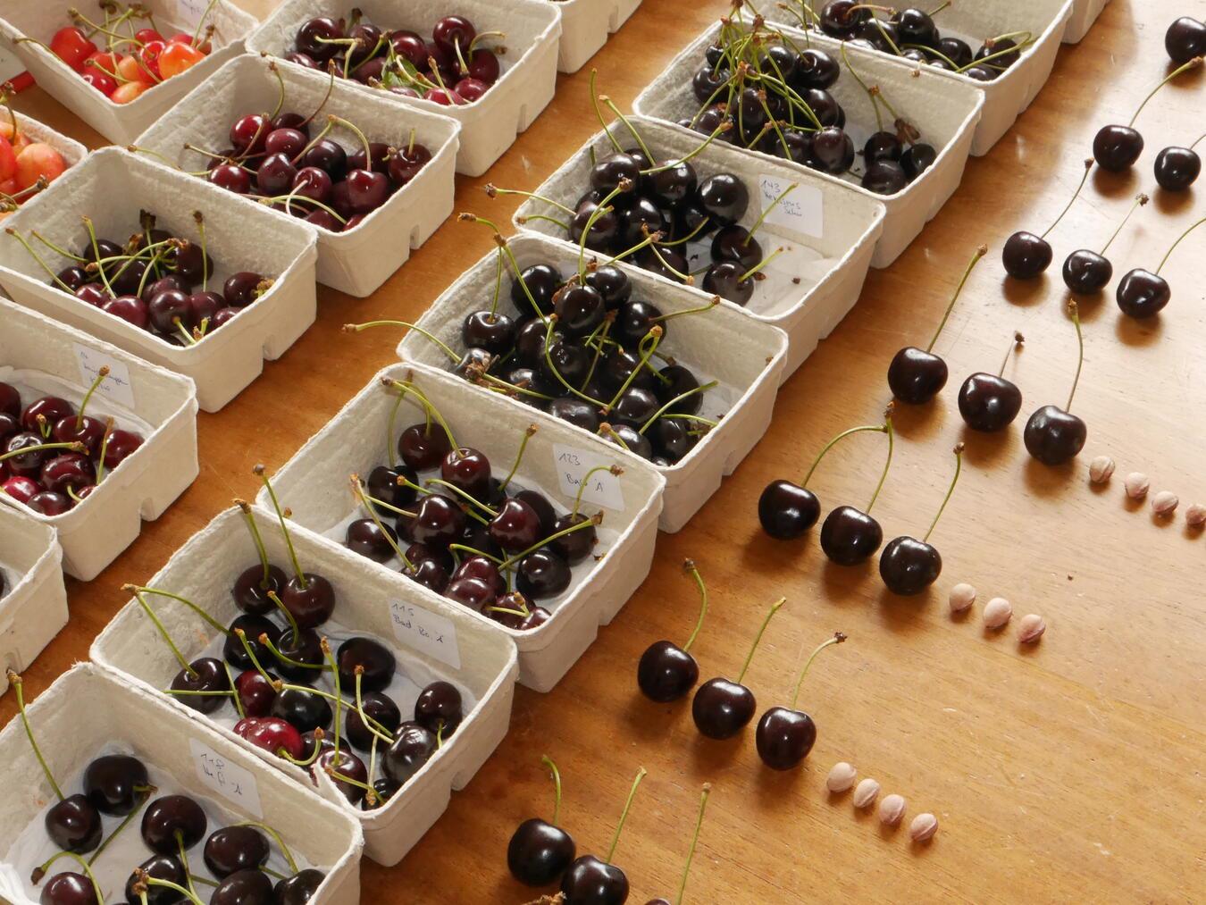 Akribisch müssen die Sorten untersucht werden. Foto: privat