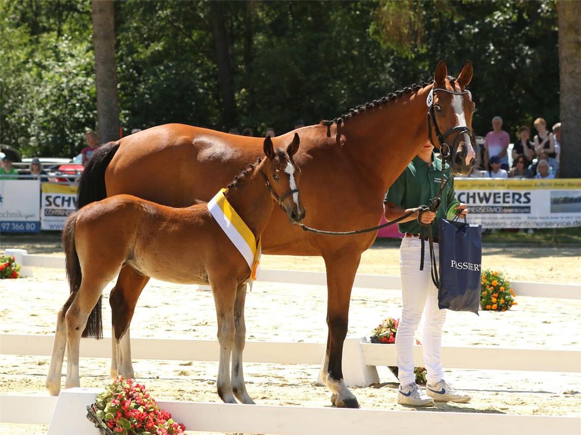 Alle Zuchtinteressierten und Pferdeliebhaber sind eingeladen, um sich ein Bild von den vielen verkäuflichen, züchterisch hochinteressanten Pferden zu machen. Foto: Amelie Luthardt