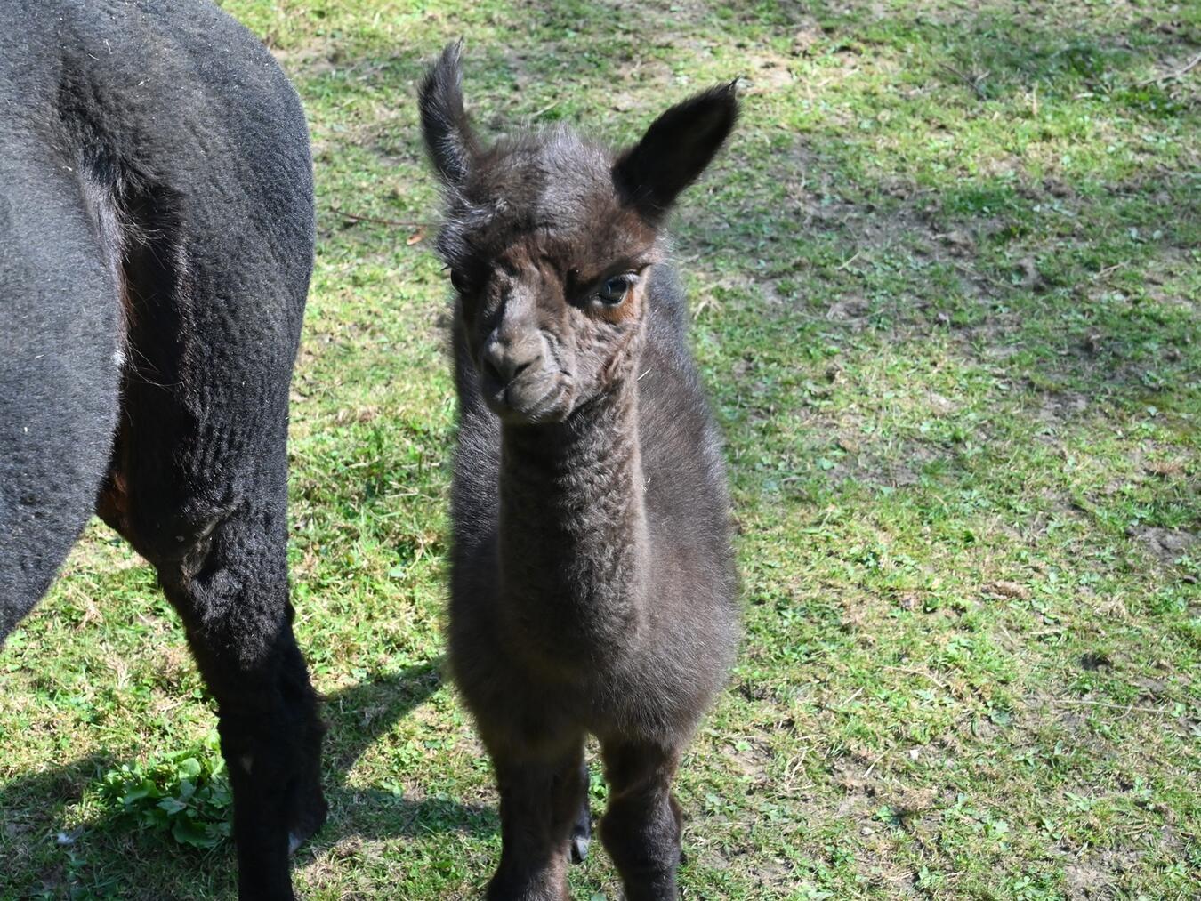 Alpakas gehören zur Familie der Kamele. Sie sind die domestizierte Form der Vikunjas und kommen ursprünglich aus den südamerikanischen Anden. Foto: Tiergarten Kleve