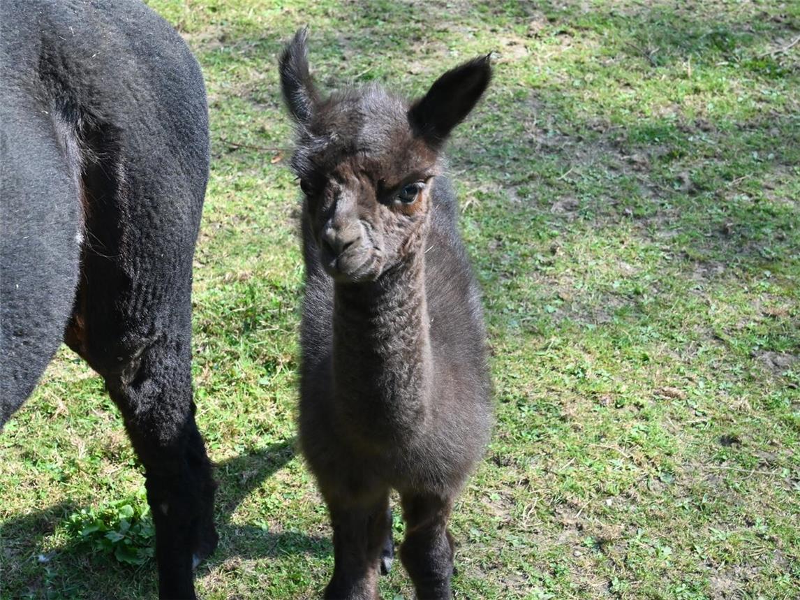 Alpakas gehören zur Familie der Kamele. Sie sind die domestizierte Form der Vikunjas und kommen ursprünglich aus den südamerikanischen Anden. Foto: Tiergarten Kleve