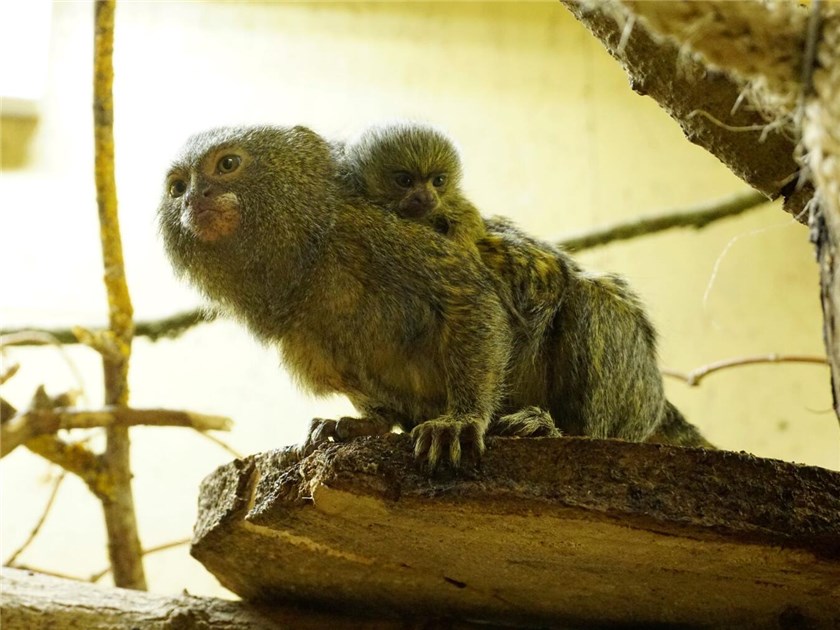  Kleve: Kleiner Affe ganz groß Bildidee 