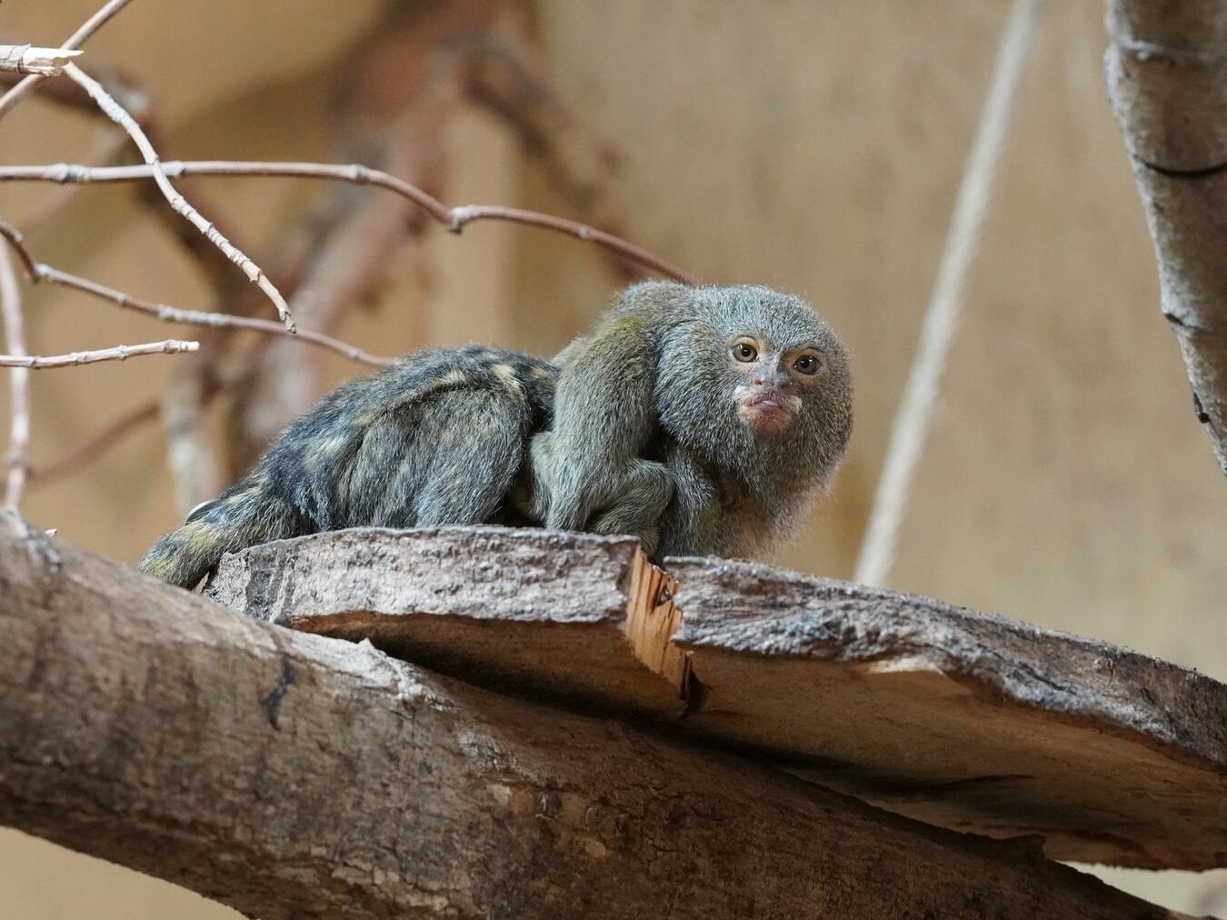 Am 26. Dezember kam Nachwuchs bei den Zwergseidenäffchen zur Welt. Foto: Tiergarten Kleve