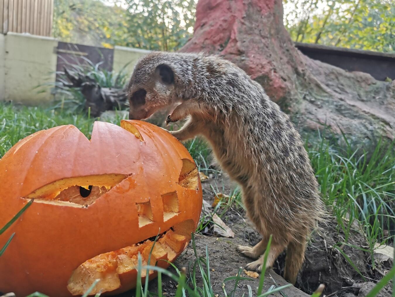 "Halloween-Dekoration im Klever Tiergarten am 30. und 31. Oktober"