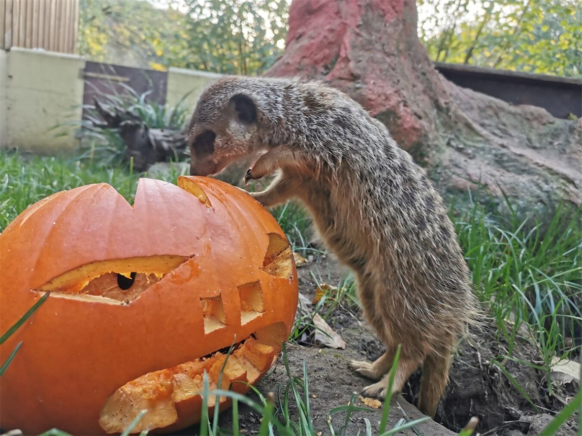 "Halloween-Dekoration im Klever Tiergarten am 30. und 31. Oktober"