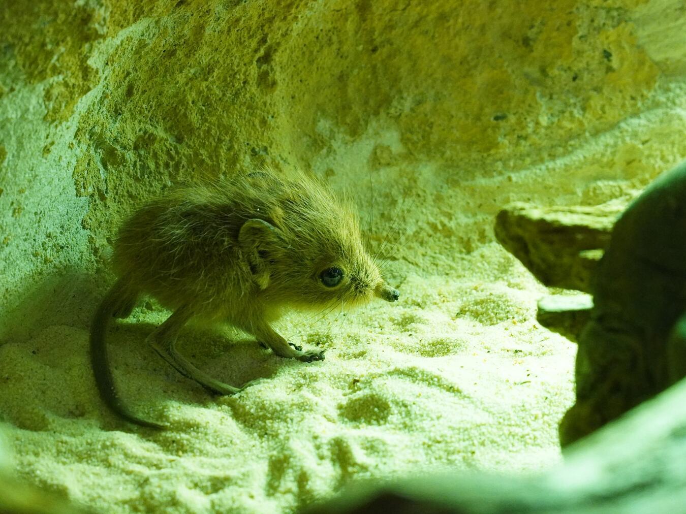 Am 5. Juli wurde im Afrikaterrarium ein besonderer Nachwuchs geboren: ein Kurzohrrüsselspringer. Foto: Tiergarten Kleve
