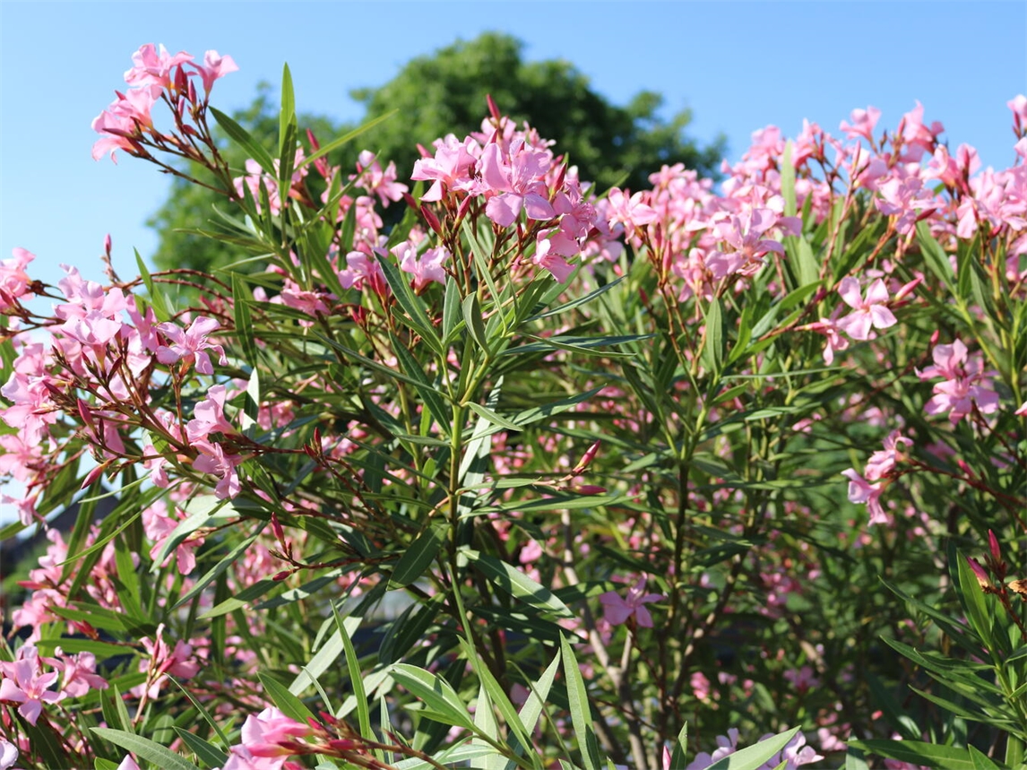 Am 5. und 6. September öffnen Gartenbesitzer ihre privaten Refugien und teilen ihre Leidenschaft, ihr Wissen und ihre Erfahrungen mit den Besuchern. Foto: privat