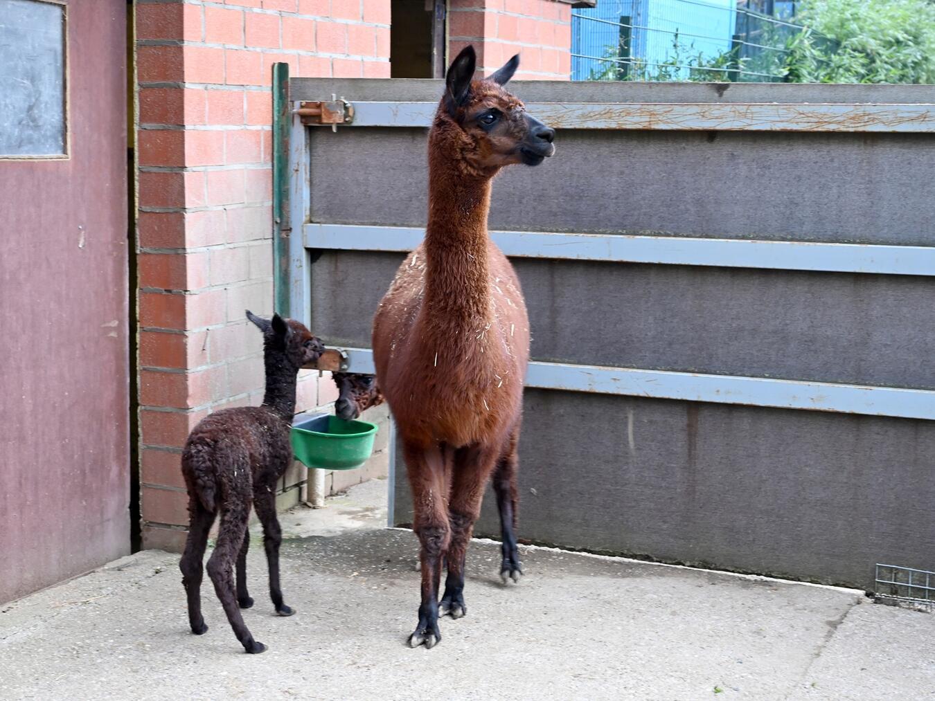 Am 8. Februar wurde ein männliches Alpaka im Tiergarten geboren. Foto: Tiergarten Kleve