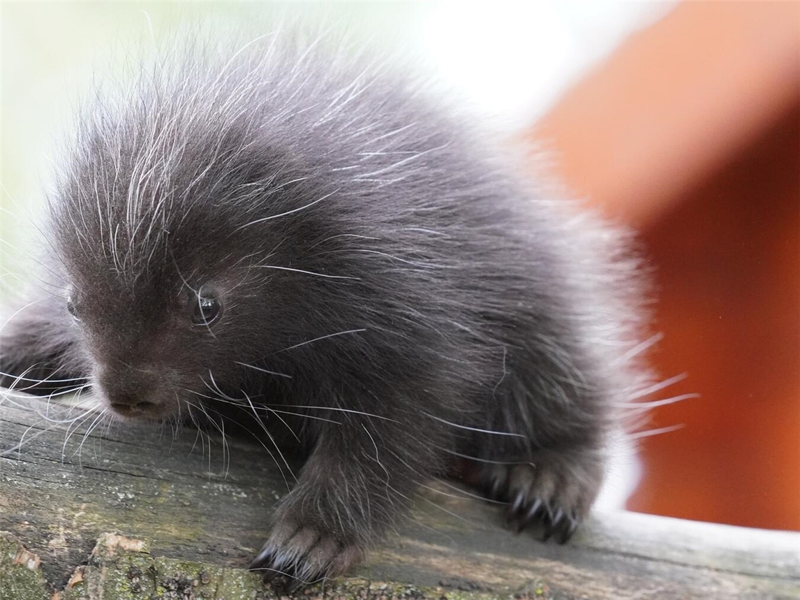 Am 9. April 2025 kam im Tiergarten erstmals ein Baumstachler zur Welt. Foto: Tiergarten Kleve