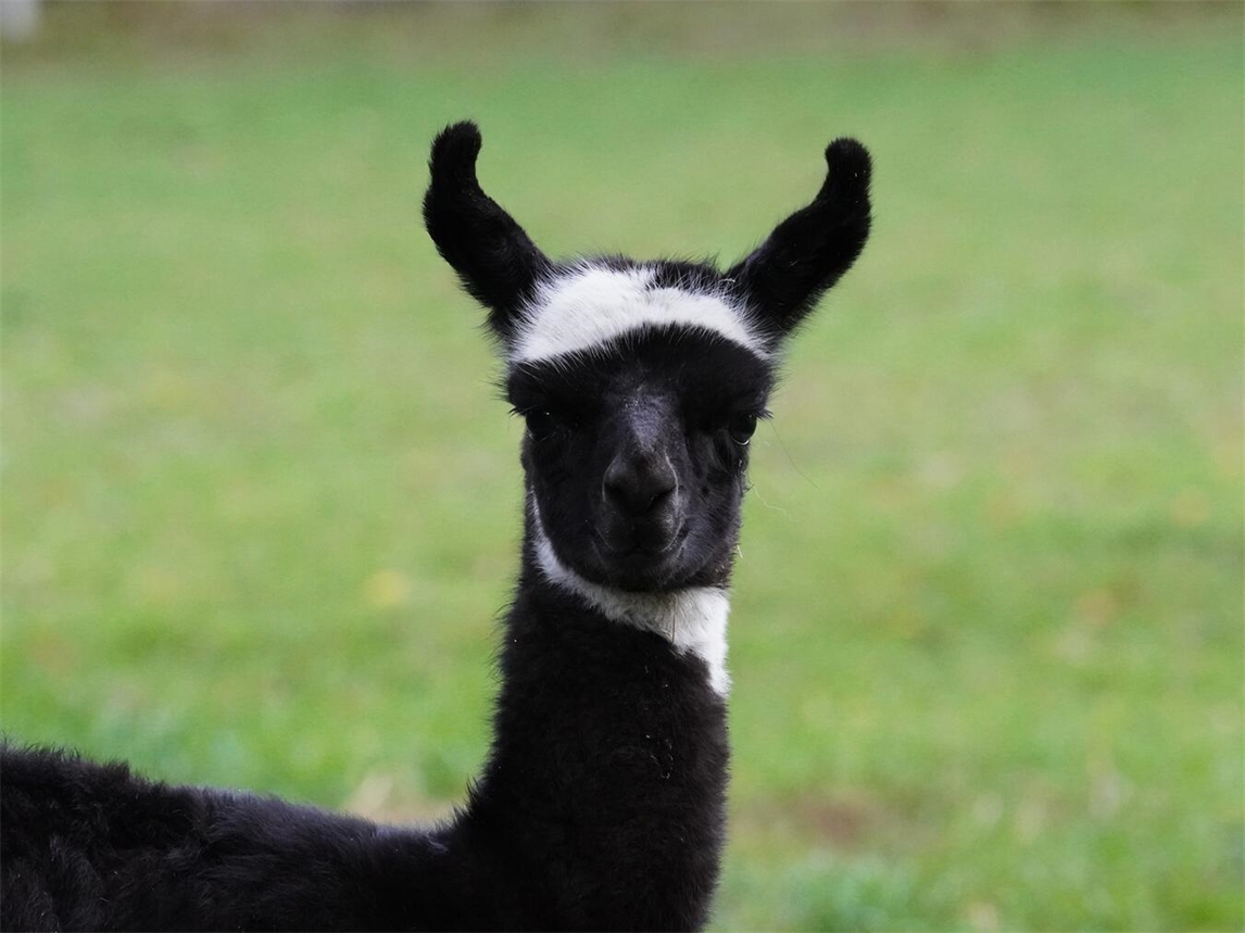 "Lama Naja mit ihrem neugeborenen Fohlen im Tiergarten Kleve"