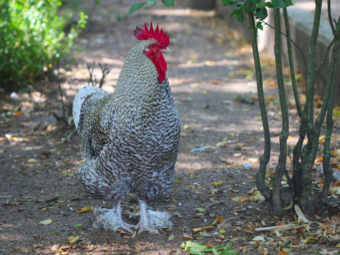 Am Osterwochenende sollen auch die ersten Küken des Jahres im Kükenhaus des Tiergartens schlüpfen.
