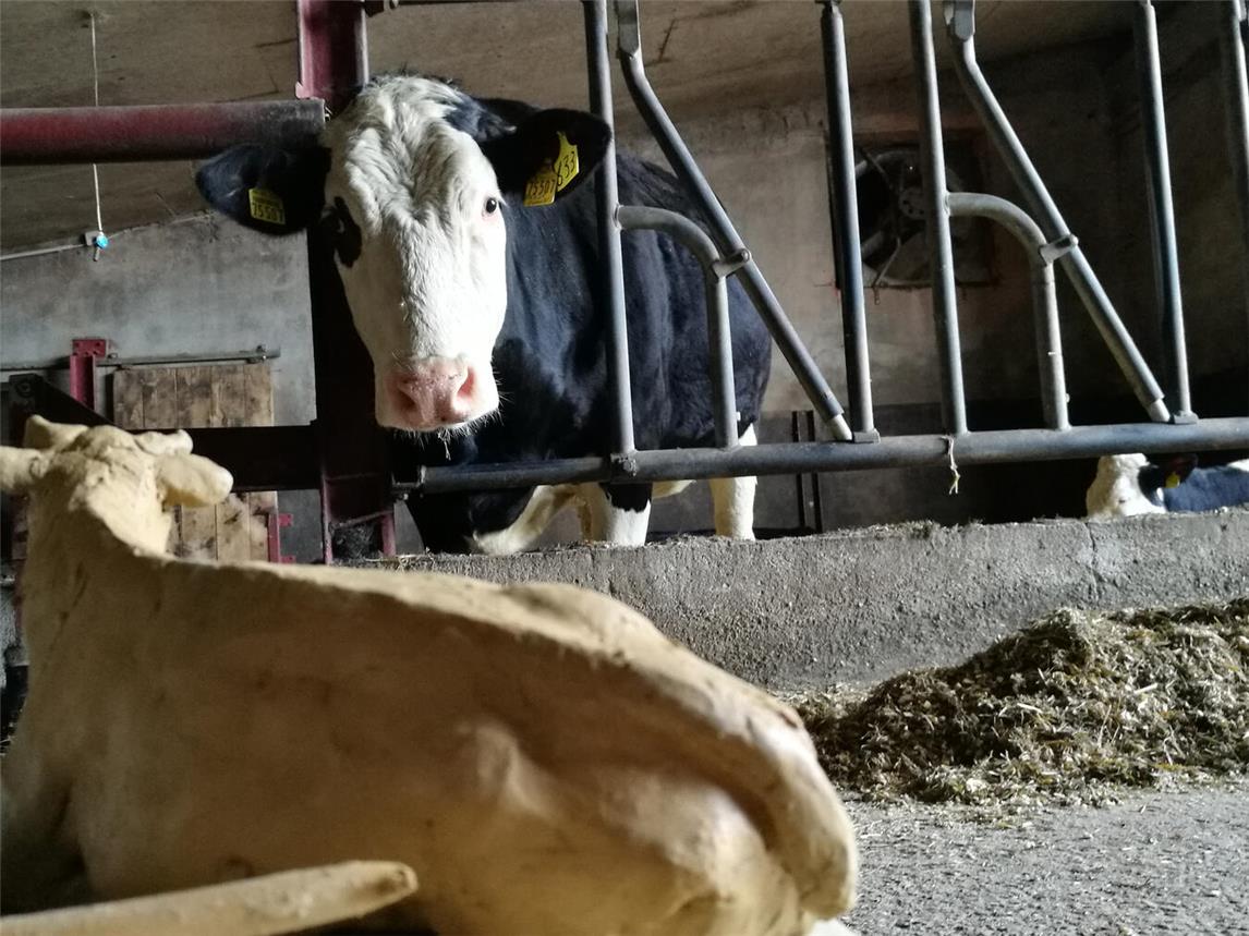Am Samstag, 15. März, ab 10 Uhr findet beim Verein „Tierisch gut fürs Leben lernen“ an der Sommerlandstraße 2 in Till ein Workshop für Familien mit Kindern statt. Foto: sdr