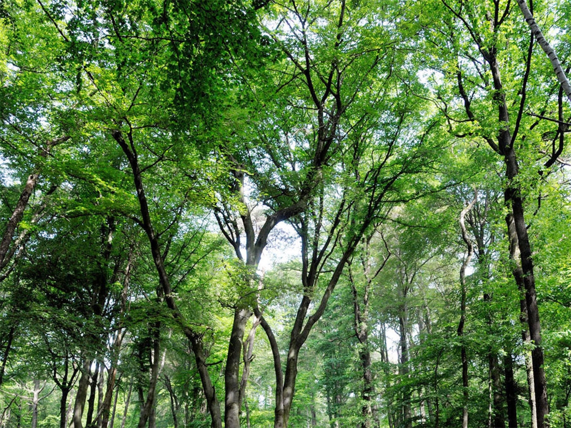 "THW-Übung Sprengeinheit im Sonsbecker Tüschenwald, Samstag, Archivfoto Rüdiger Dehnen"