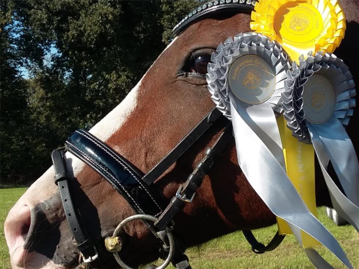 Am Wochenende gibt es für Pferde (und Reiter) wieder zahlreiche Schleifen zu gewinnen. Foto: RV Eintracht Veen