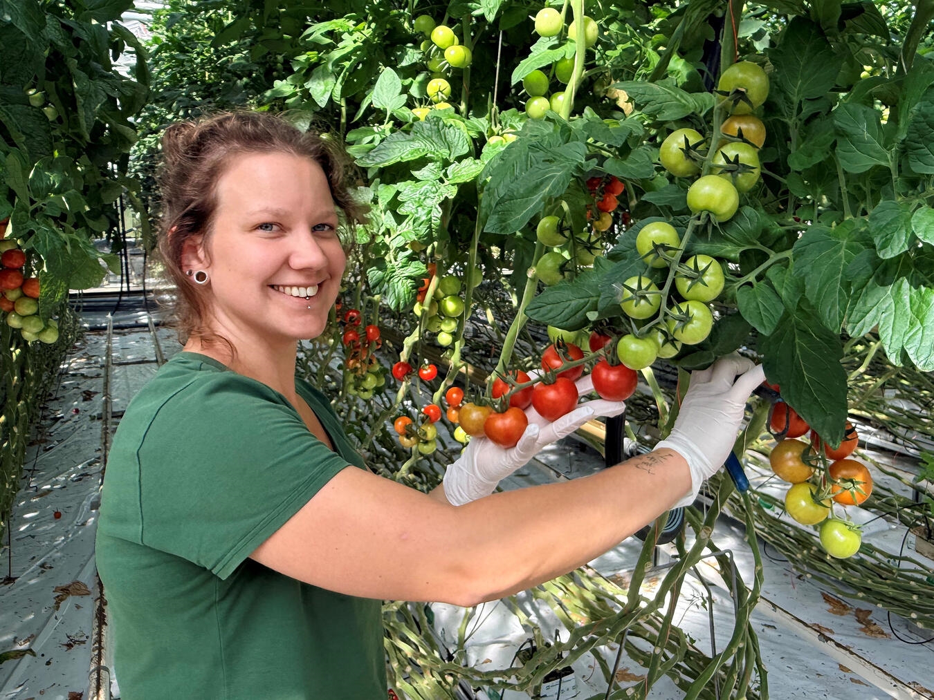 Amy-Doreen Christ bei der Arbeit im Tomatengewächshaus in Straelen. NN-Foto: Andrea Kempkens