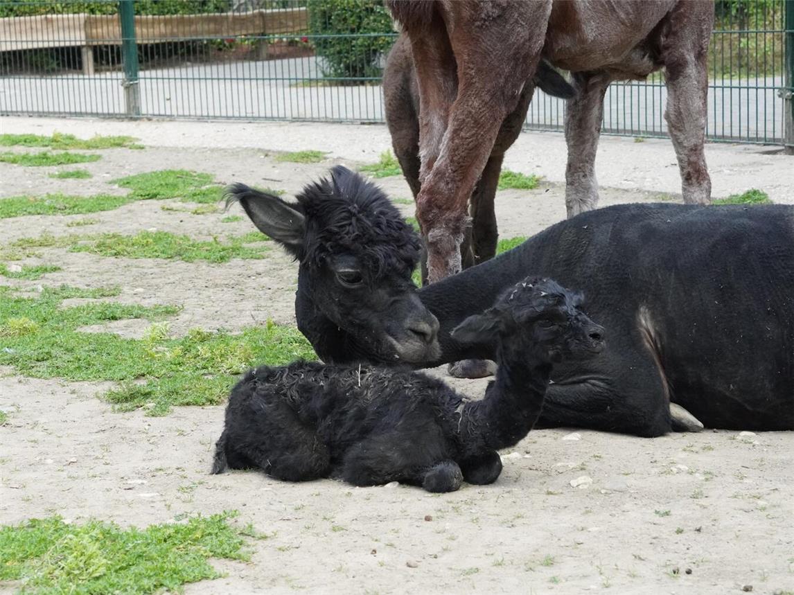 Anlässlich des doppelten Alpakanachwuchses ruft der Tiergarten Kleve nun zu einem großen Malwettbewerb auf. Foto: Tiergarten Kleve