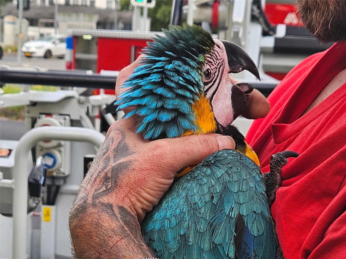 Ara „Sissi“ im Arm Ihres Besitzers. Foto: Feuerwehr Kleve