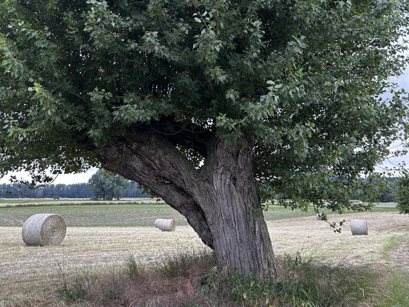 Archivfoto: Kreis Wesel