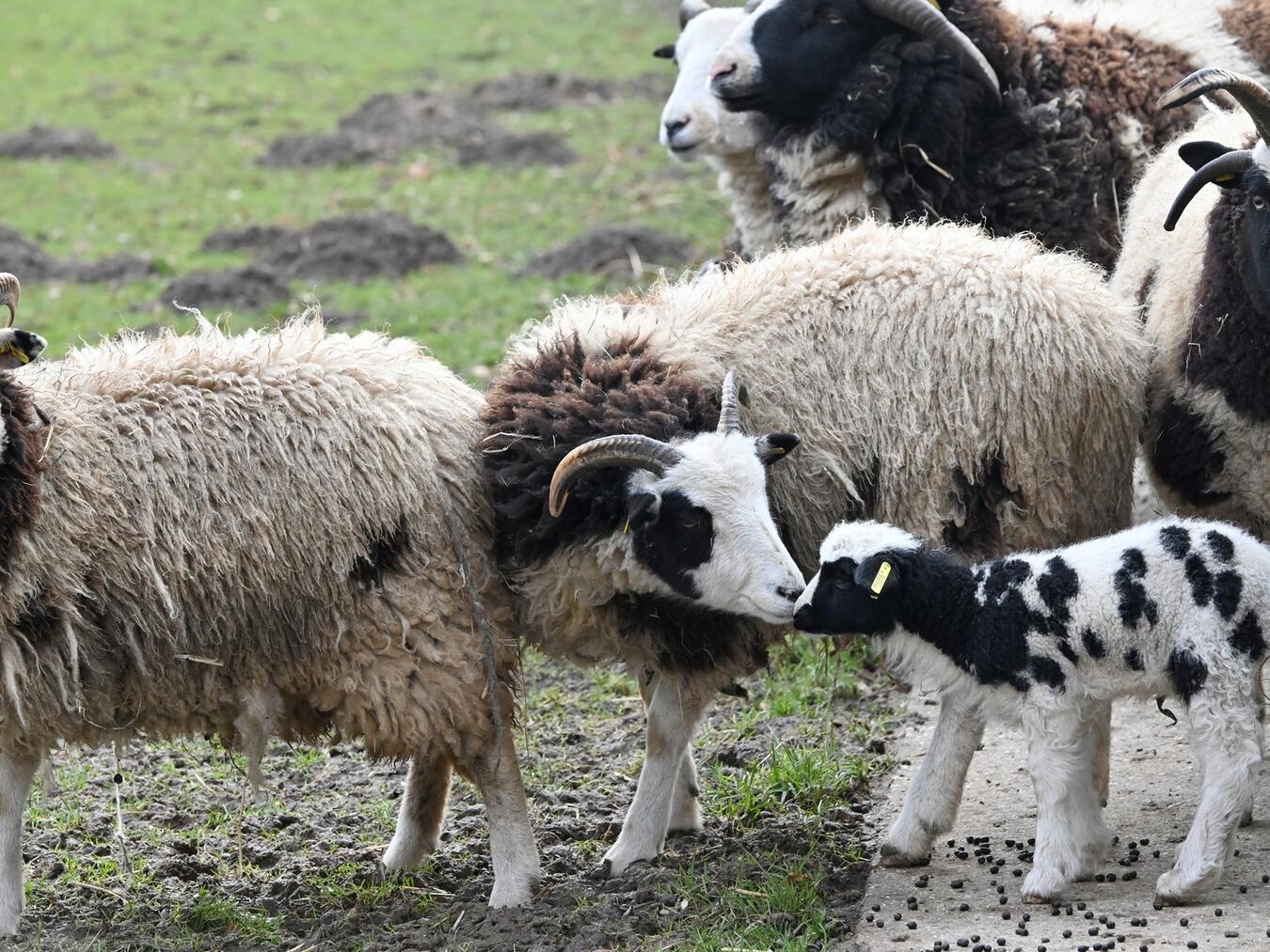 Auch bei den Jakobschafen freut sich der Tiergarten derzeit über Nachwuchs. Foto: Tiergarten Kleve