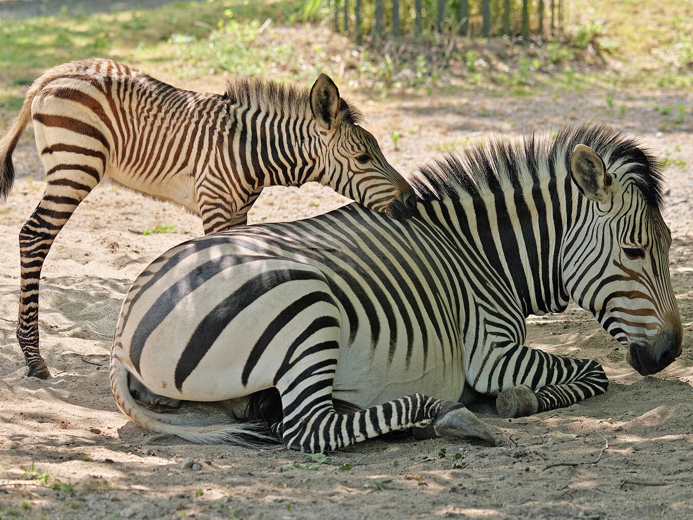 Zebra-Nachwuchs im Krefelder Zoo, junge Zebras auf der Wiese, Tierpark-Familie.