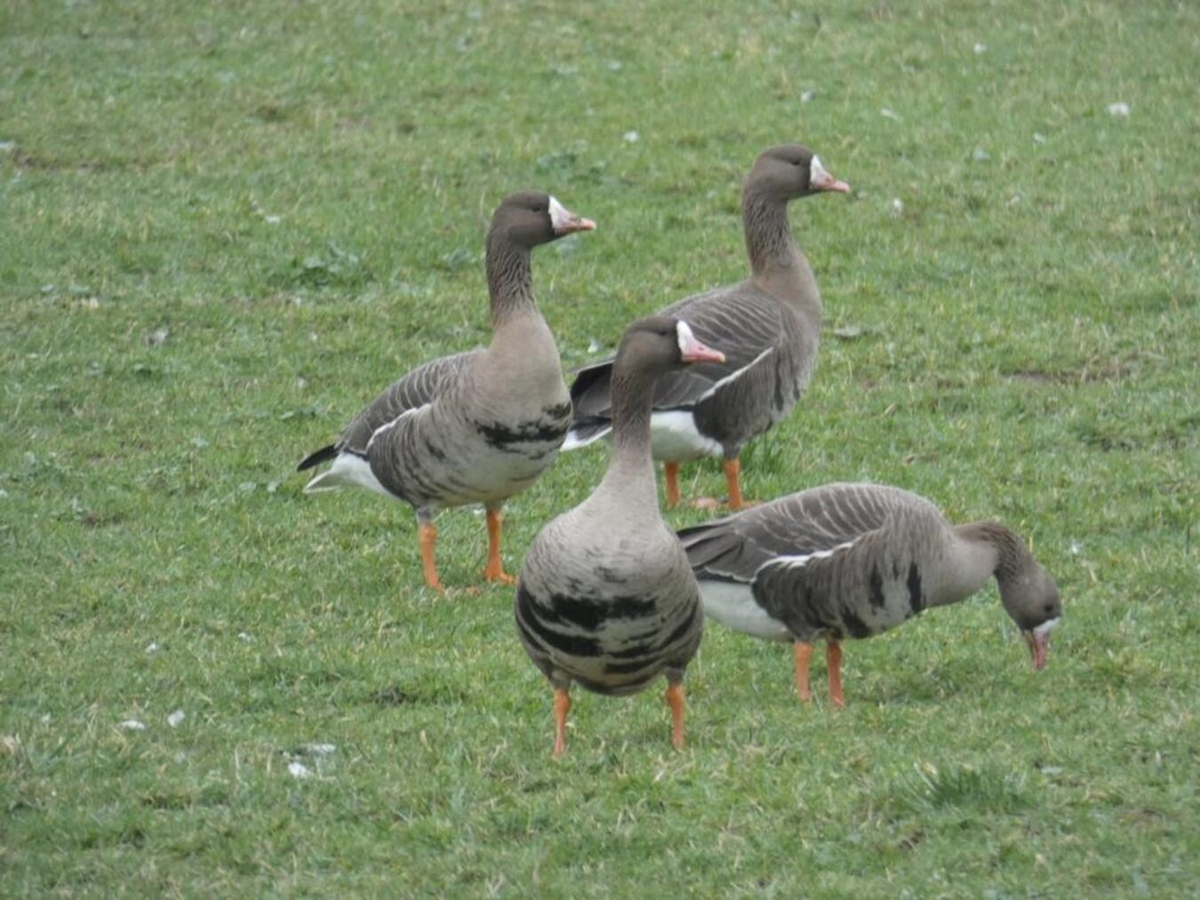 Auch Blässgänse suchen ihre Schlafgewässer am Niederrhein auf. Foto: NZ/W. Arntz