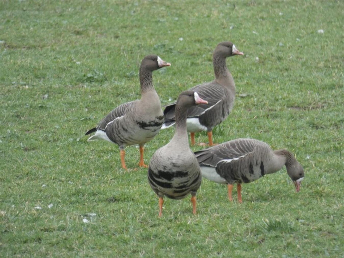 Auch Blässgänse suchen ihre Schlafgewässer am Niederrhein auf. Foto: NZ/W. Arntz