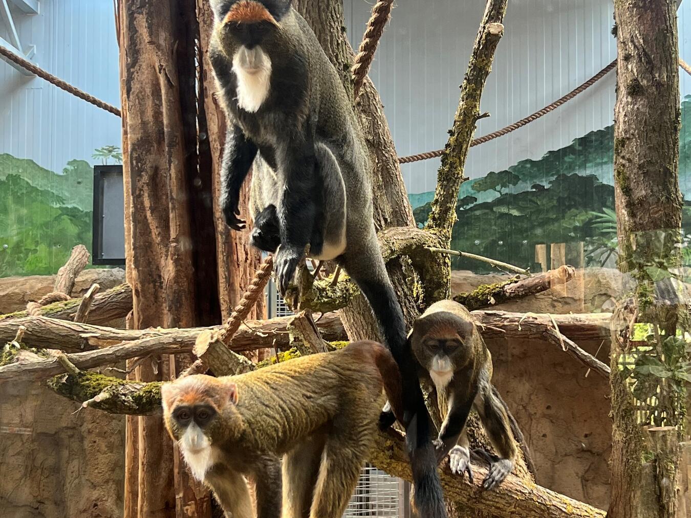 Bedrohte Tierarten finden in Ngyuwe ein Zuhause Auch Brazzameerkatzen gehören zu den neuen Bewohnern.