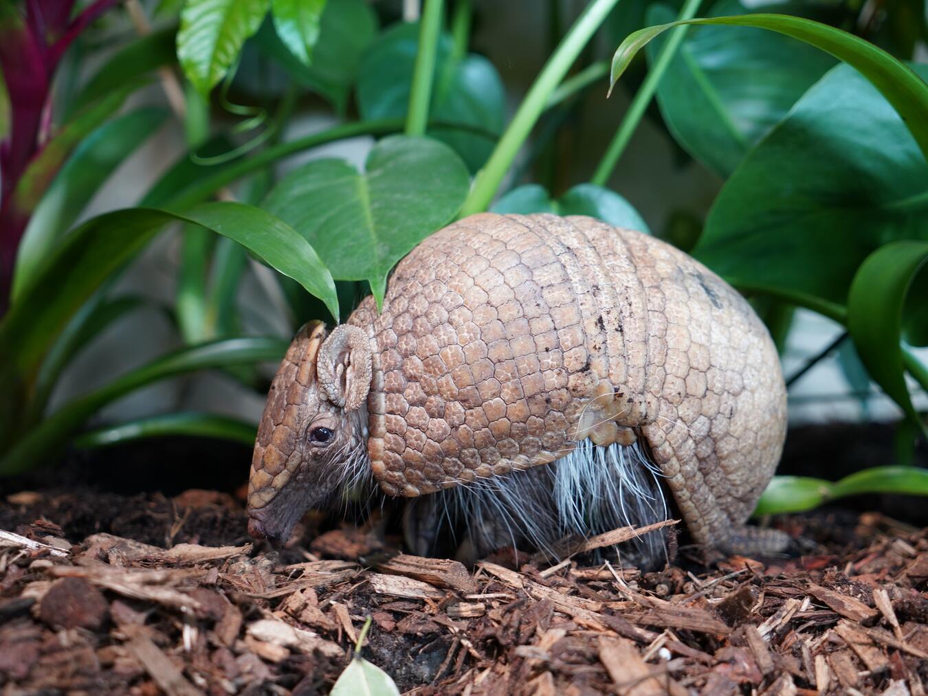 Auch das potentiell gefährdete Gürteltier, Zootier des Jahres 2025, lebt im Klever Tiergarten. Foto: Tiergarten Kleve