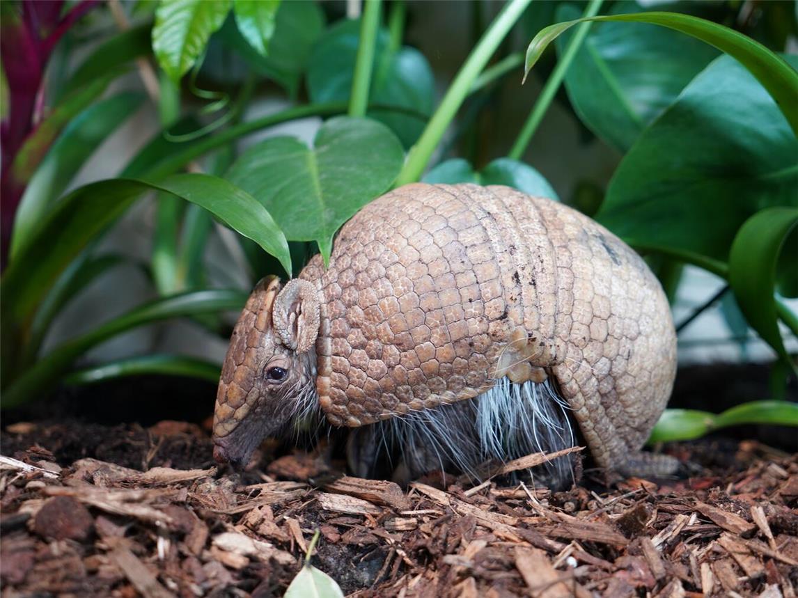 Auch das potentiell gefährdete Gürteltier, Zootier des Jahres 2025, lebt im Klever Tiergarten. Foto: Tiergarten Kleve