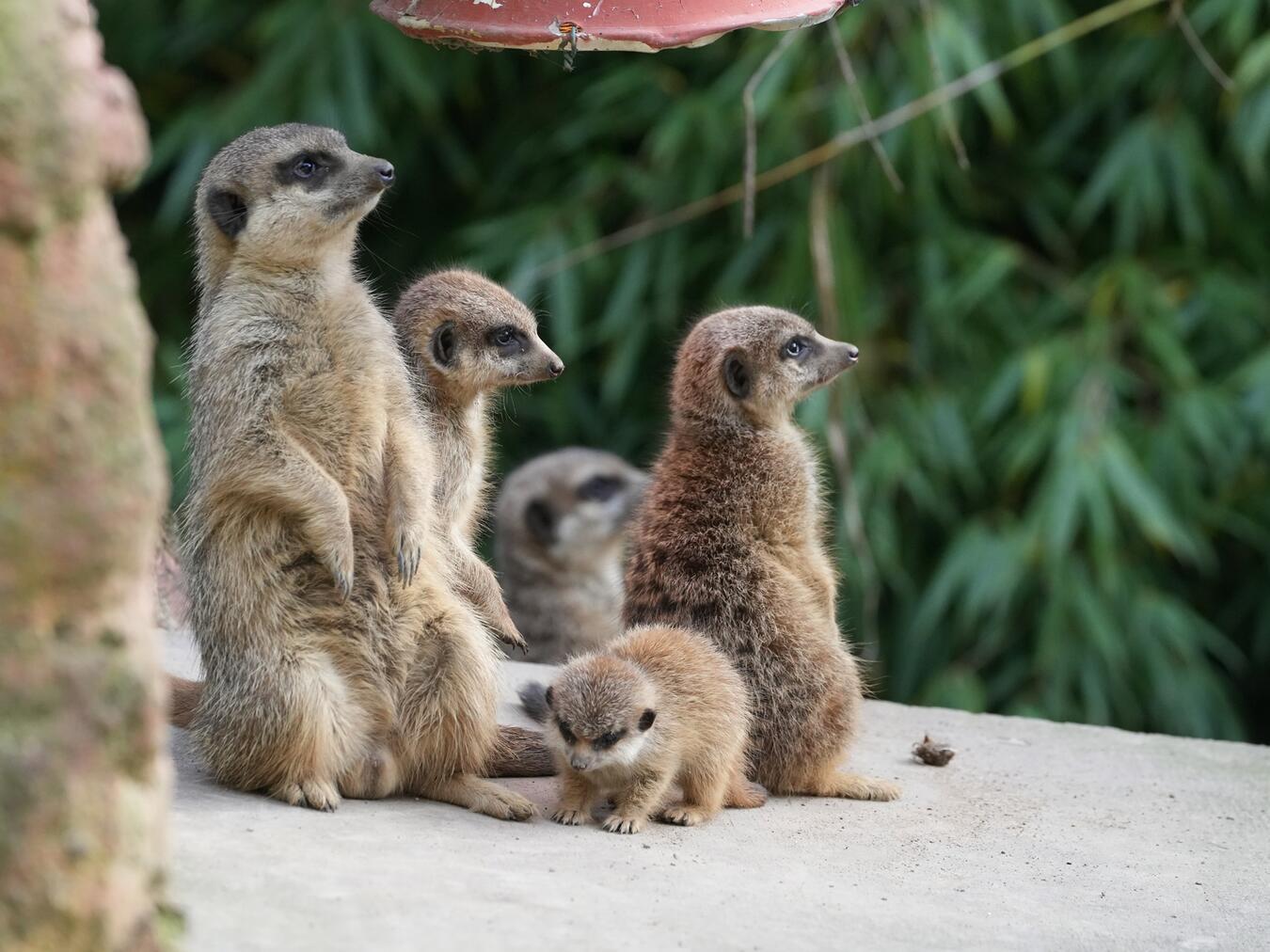 Auch der erste erfolgreiche Nachwuchs bei den Erdmännchen nach über zehn Jahren sorgte für zahlreiche Besucher. Foto: Tiergarten Kleve