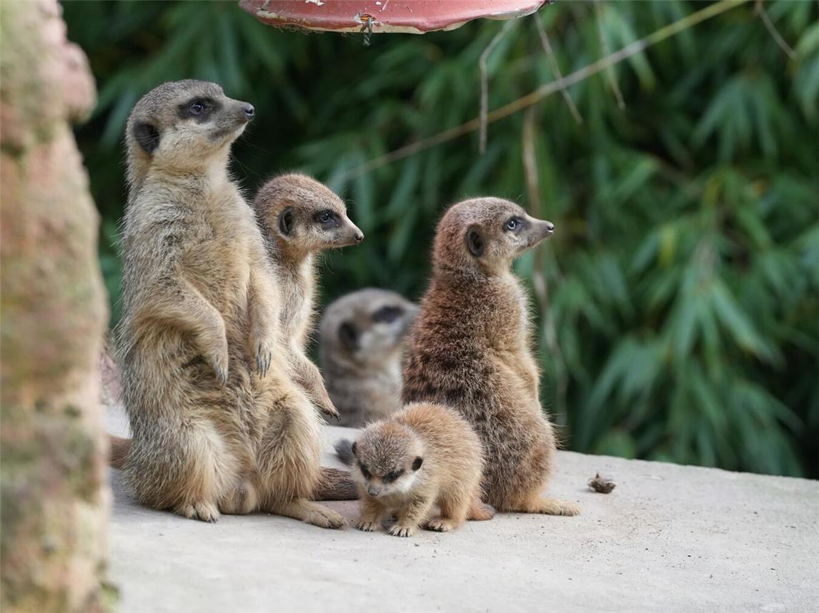 Auch der erste erfolgreiche Nachwuchs bei den Erdmännchen nach über zehn Jahren sorgte für zahlreiche Besucher. Foto: Tiergarten Kleve