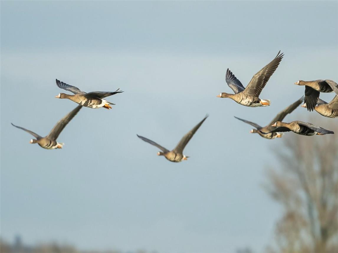 Auch die Blässgänse machen sie wieder auf den Weg. Foto: Jannik Peters