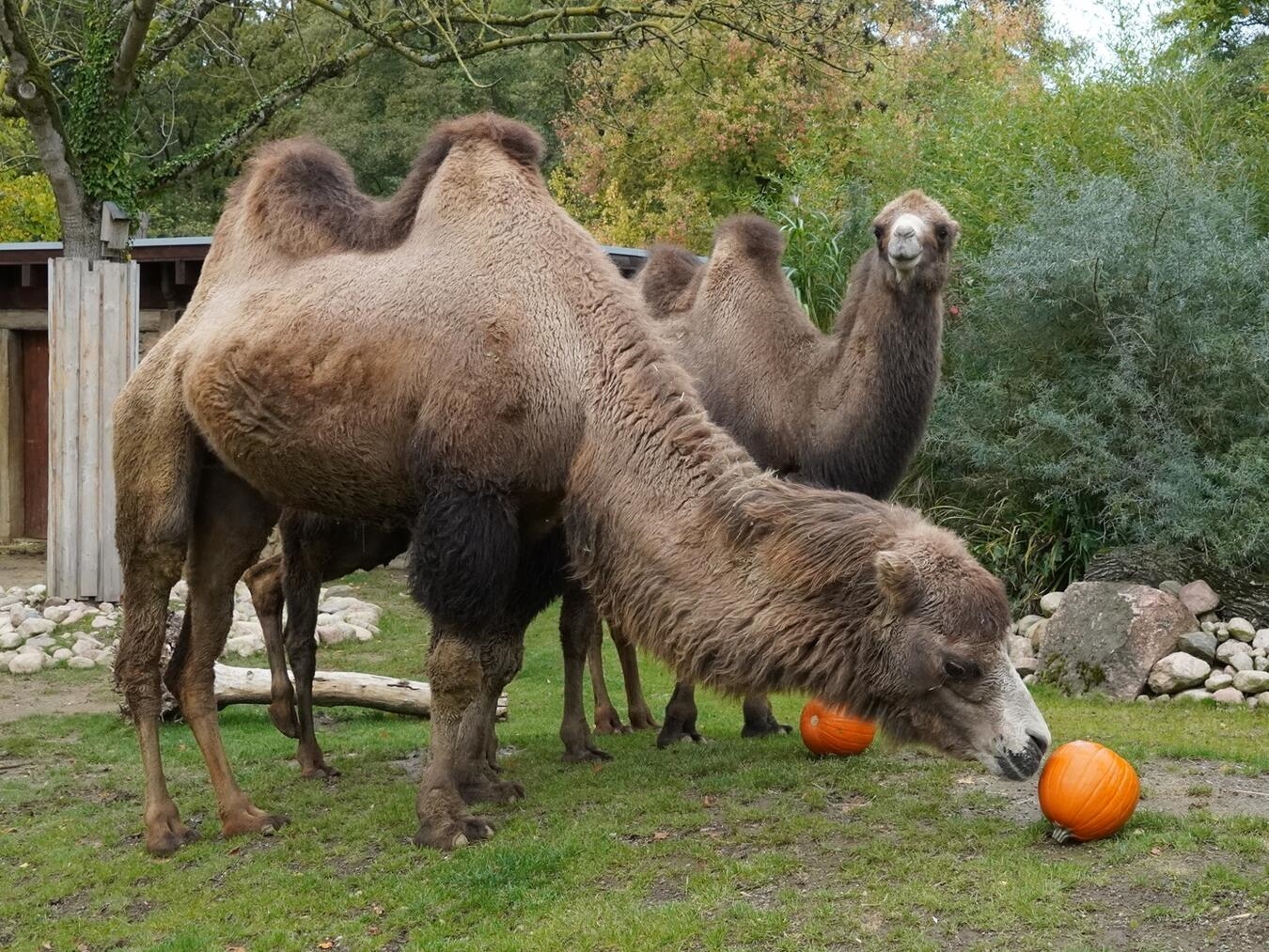 "Trampeltiere genießen Kürbisse im Herbst, Tiergarten Kleve"