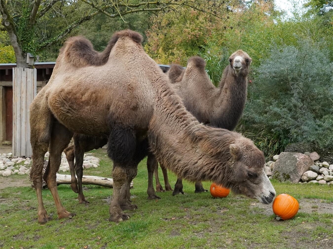 "Trampeltiere genießen Kürbisse im Herbst, Tiergarten Kleve"