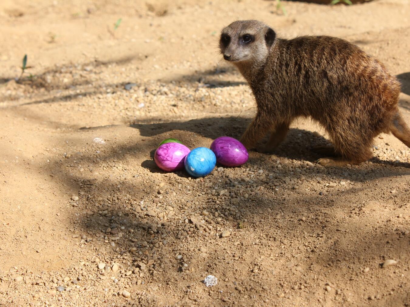 Auch eine Osterführung ist geplant. Foto: Zoo Duisburg