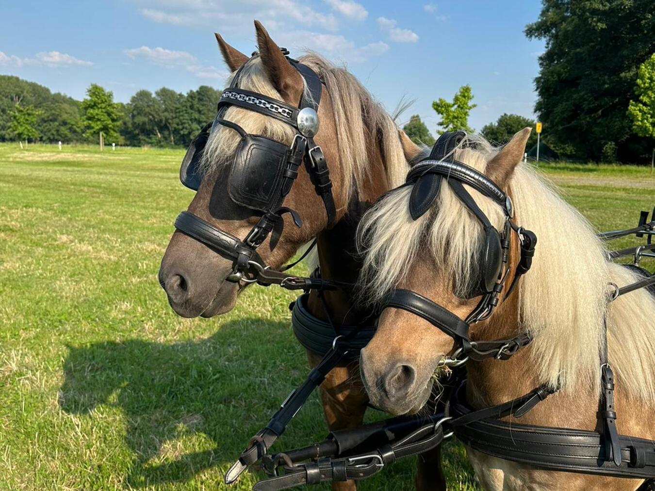 Auch für Gitti und Kaspar ist einiges los. Foto: privat