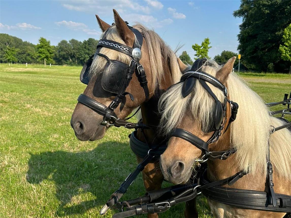 Auch für Gitti und Kaspar ist einiges los. Foto: privat