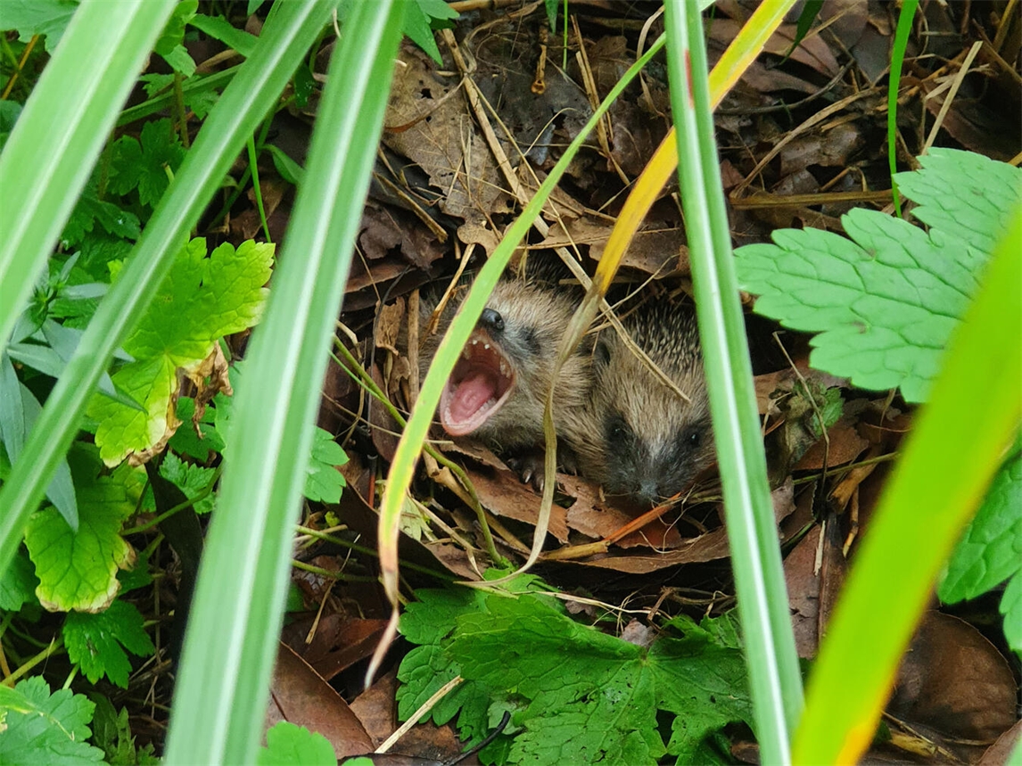 "Igel in einer Hecke, lokale Biodiversität, Vernetzung der Natur"