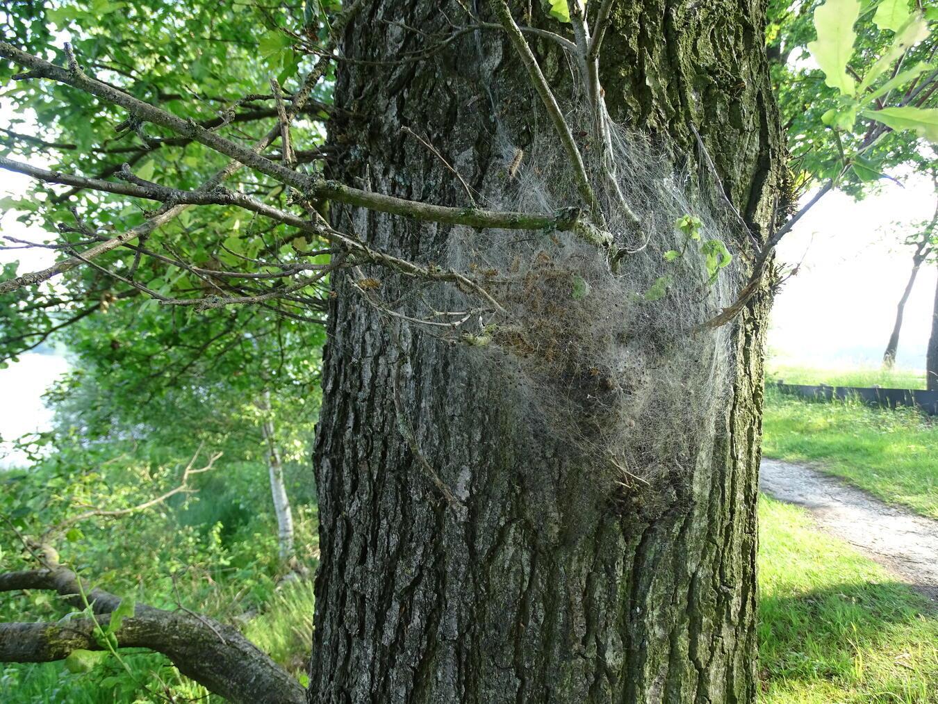 Auch im Jahr 2025 wird wieder mit einem starken Aufkommen der Eichenprozessionsspinner gerechnet. Foto: privat