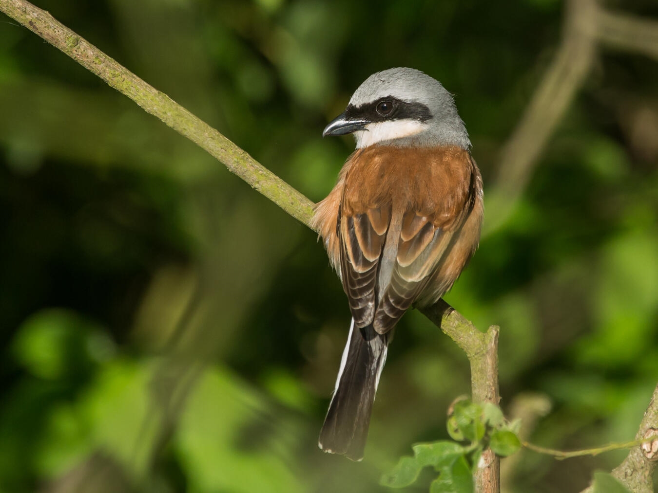 "Neuntöter im Naturschutzgebiet Lüsekamp auf Ast sitzend"